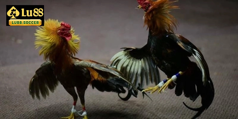 3 loại đá gà campuchia thomo bạn cần phải biết