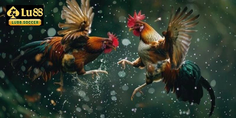 Đá gà thomo cược tròn