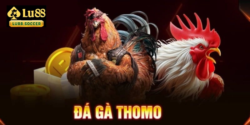 Đá gà campuchia thomo là gì ?