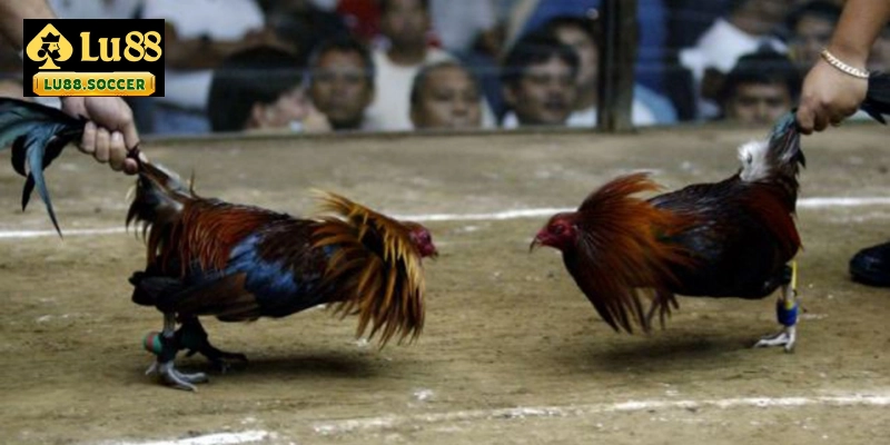 Tìm hiểu đá gà cựa sắt là gì?