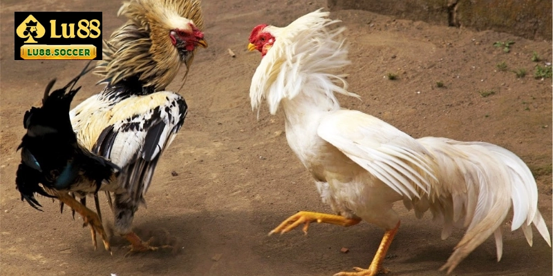 Những thông tin cơ bản về cá cược đá gà cựa sắt